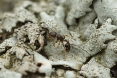 Temnothorax spinosior