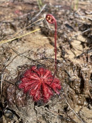 Drosera spatulata