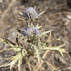 Eryngium amethystinum