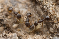 Temnothorax spinosior