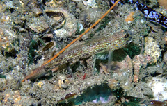 Istigobius hoesei
