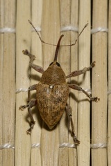 Curculio glandium