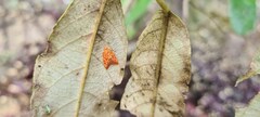 Lophopepla igniferella