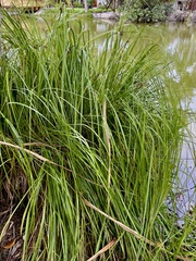 Cladium mariscus