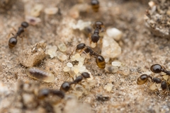 Temnothorax spinosior