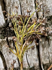 Cladium mariscus
