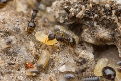 Temnothorax spinosior