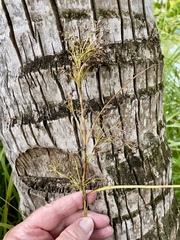 Cladium mariscus