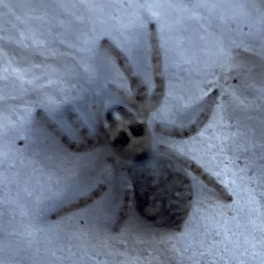 Philaeus chrysops