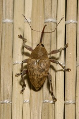 Curculio glandium