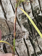 Cladium mariscus