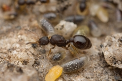 Temnothorax spinosior