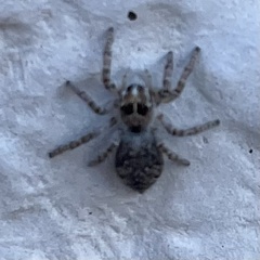 Philaeus chrysops