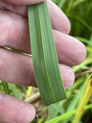 Cladium mariscus