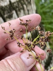 Cladium mariscus