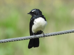 Rhipidura leucophrys