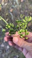 Pastinaca sativa