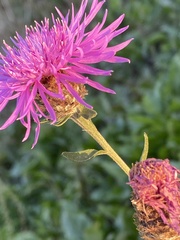 Centaurea nigra