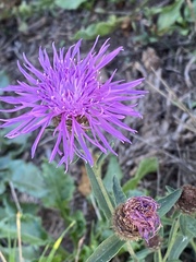Centaurea nigra