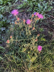 Centaurea nigra