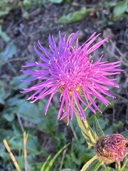 Centaurea nigra