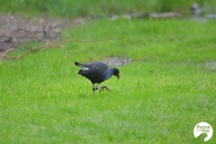 Porphyrio melanotus