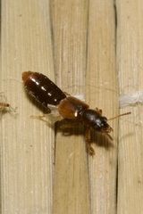 Bledius
