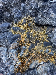 Teloschistaceae