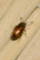 Cryptophagidae