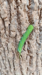 Acherontia