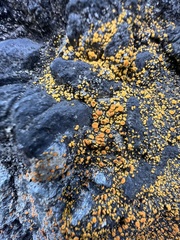 Teloschistaceae