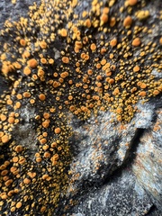 Teloschistaceae