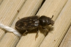 Heterocerus fusculus