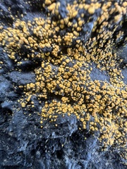 Teloschistaceae
