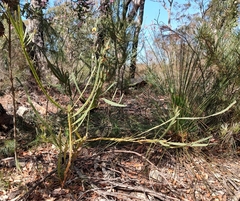 Bossiaea scolopendria