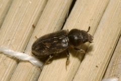 Heterocerus fusculus