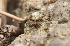 Lasius japonicus