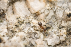 Lasius japonicus
