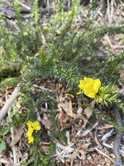 Hibbertia prostrata