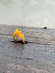 Dacrymyces spathularia