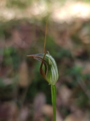 Pterostylis oblonga
