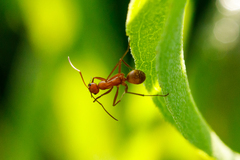 Formica pallidefulva