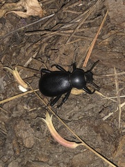 Coelocnemis dilaticollis