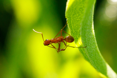 Formica pallidefulva