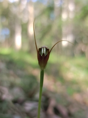 Pterostylis oblonga