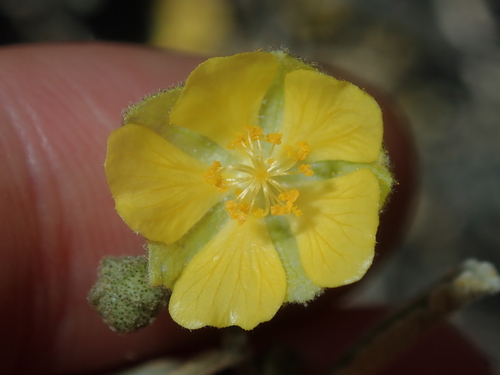 Sida calyxhymenia observed 2022-08-15