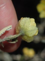 Sida calyxhymenia