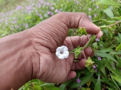 Trichodesma inaequale