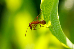 Formica pallidefulva