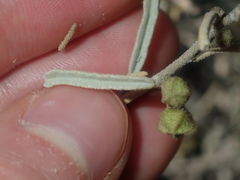 Sida calyxhymenia